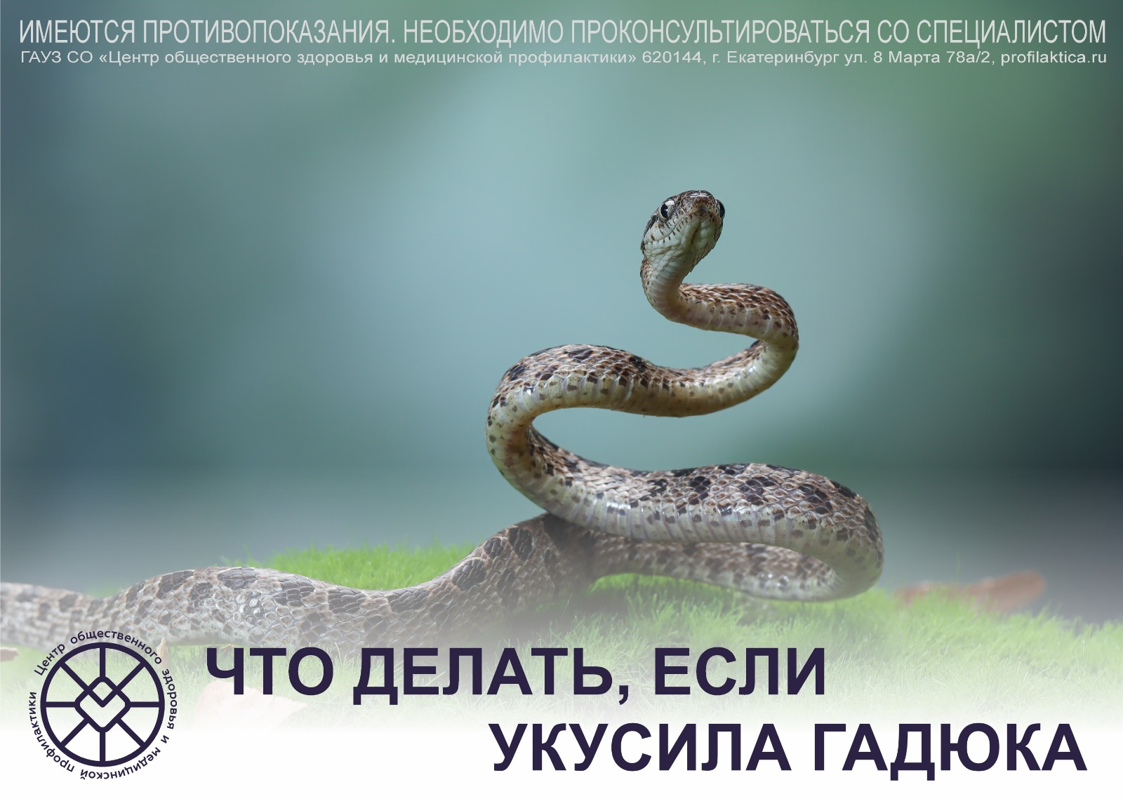 Что делать, если укусила гадюка